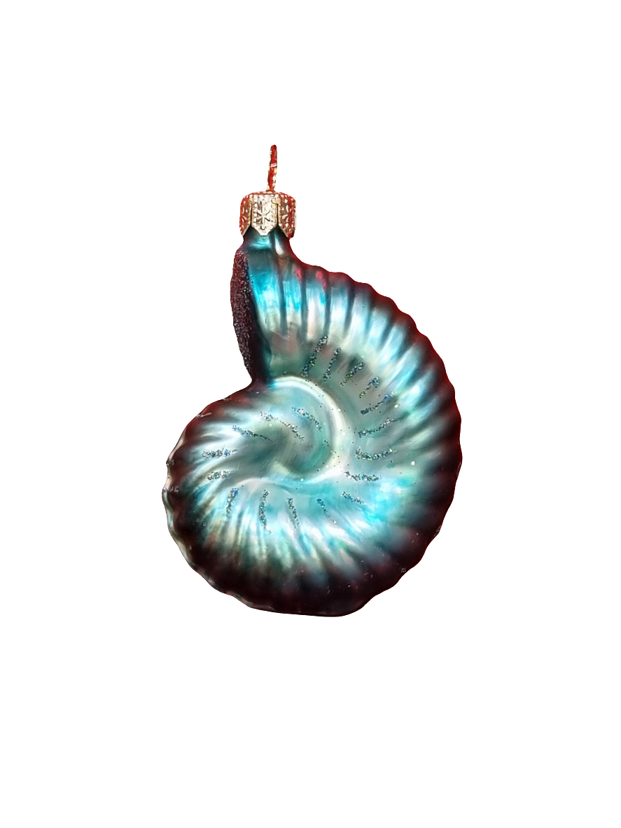 Shell | Snail (C)